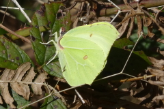 Brimstone